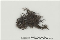 藏品(簑苔屬)的圖片